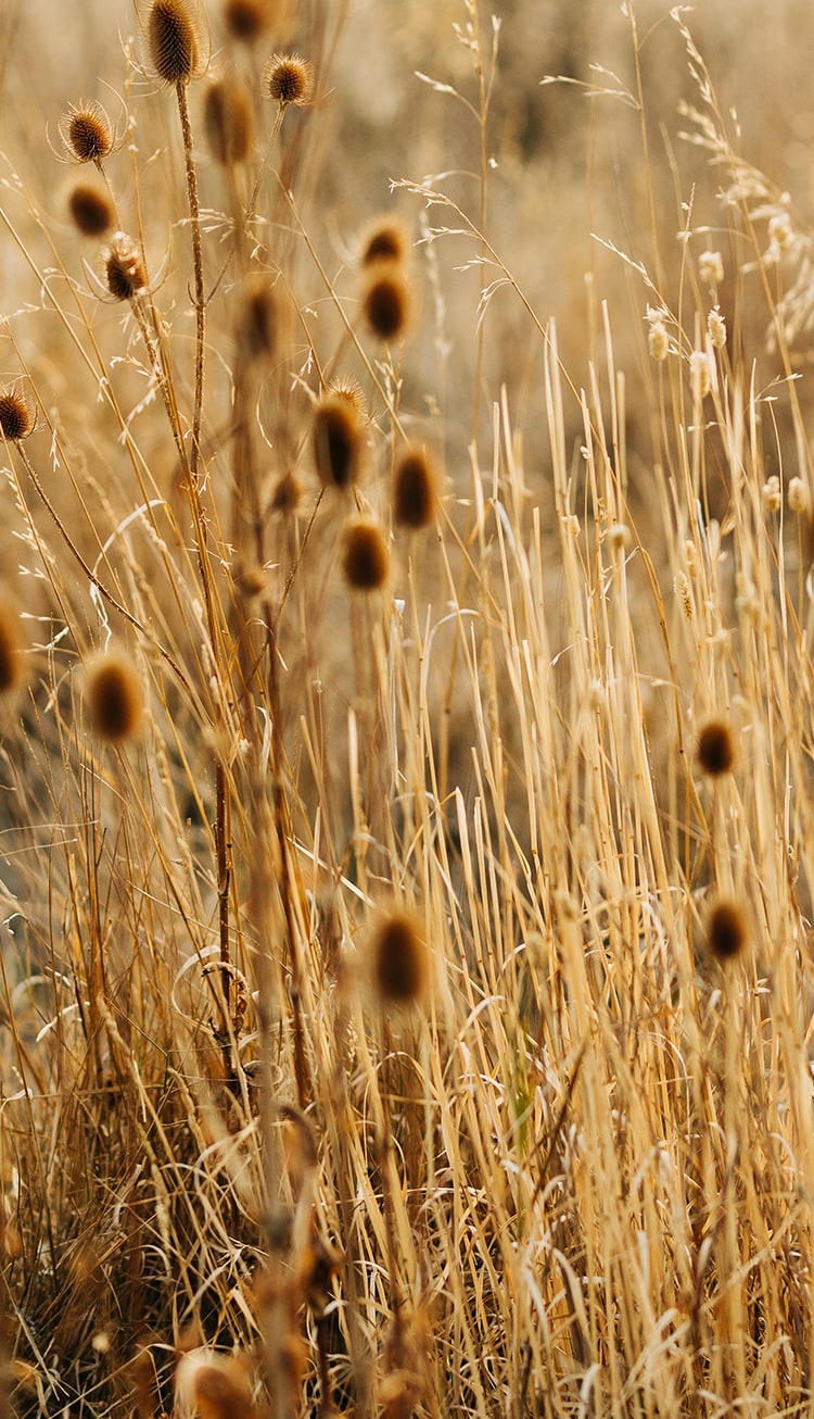 Grass Texture Image