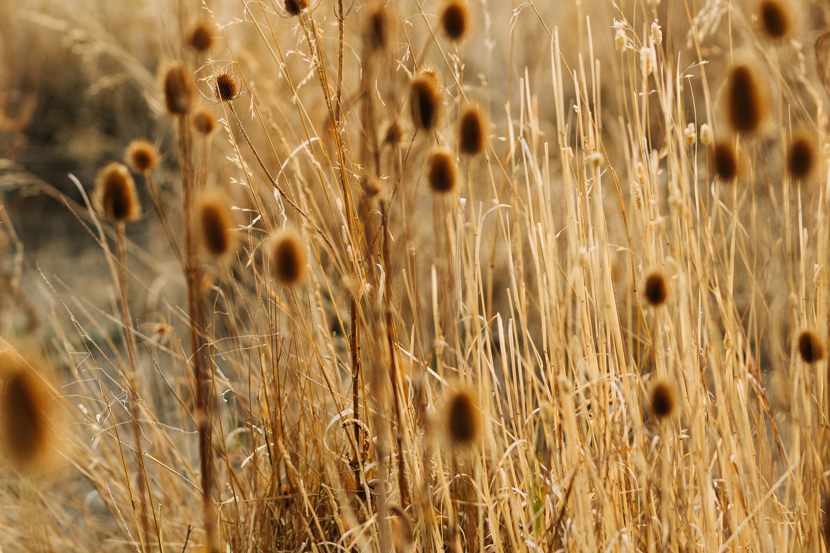 Grass Texture Image